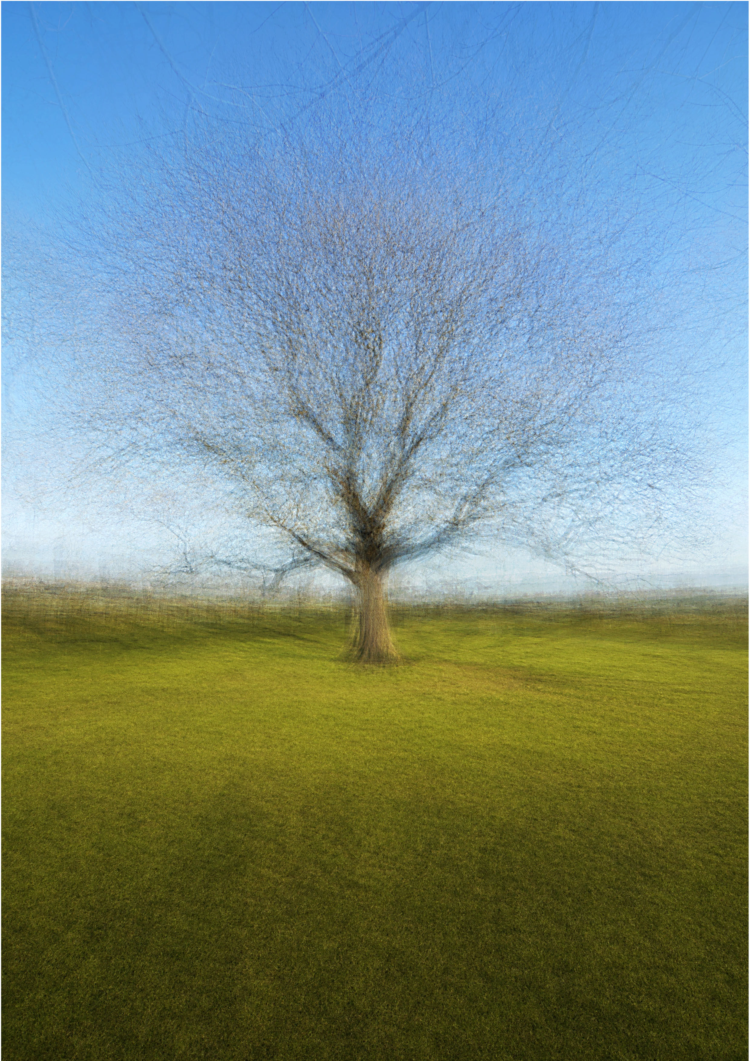 Tree1_Promo