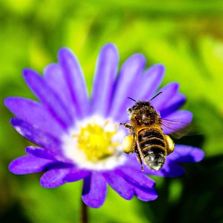 Bee Friendly Plant Fayre!