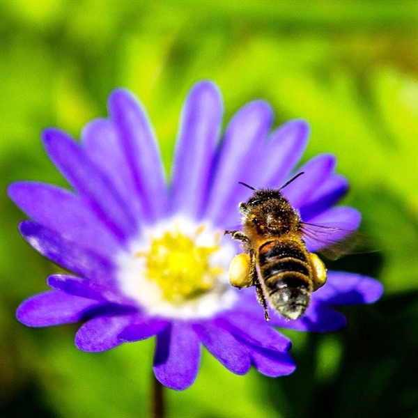 Bee Friendly Plant Fayre!
