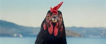 Hen (15)