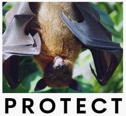 bats