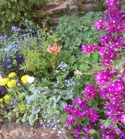 plants